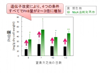 〜モデルラン藻のバイオプラスチック量を増やす遺伝子を発見〜明治大学農学部環境バイオテクノロジー研究室が転写因子を利用してラン藻の炭素の流れを改変しました