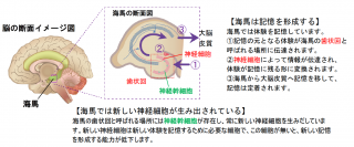 記憶力を低下させるタンパク質を発見！～神経幹細胞からの神経新生を妨げる「フラクタルカイン」～