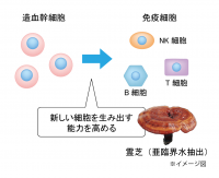 生薬エキスに血液の幹細胞を活性化する効果を発見！～免疫細胞を生み出す「霊芝」～