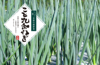 「こと九条ねぎ」が日本青果物ブランドに認定！～日本の農業の活性化、次世代への継承を推進していく～
