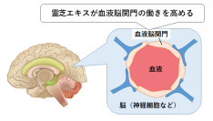 日本メナード化粧品、霊芝エキスに計算能力を約1.2倍に高める効果を確認！～血液脳関門の働きを高める霊芝エキス～