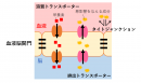 図2 トランスポーター