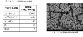 乳酸菌数、カルシウム含有量を規格化した『ミネラクト乳酸菌』の販売を開始