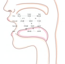 口蓋のイメージ｜国際音声記号 (International  Phonetic Alphabet) の母音表  国際音声記号 (International Phonetic Alphabet)の母音表を用いて作成