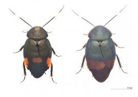 アカボシルリゴキブリ オス(左):ウスオビルリゴキブリ オス(右) アカボシルリゴキブリ オス(左):ウスオビルリゴキブリ オス(右)