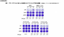 図1　プラークアッセイ法による新型コロナウイルス不活化試験