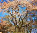 混雑のない「森のお花見」