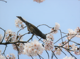 図1. 桜の蜜を食すヒヨドリ（スズメ亜目）【写真：戸田安香】