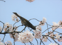 鳥が花蜜を味わう新たな仕組みを解明「スズメ亜目を鳥類最大の種数へ繫栄させた糖の味受容機構」が明らかに