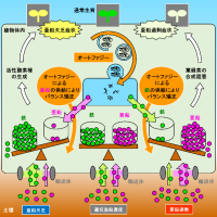 『植物は自身を分解することで体内の金属バランスを保つ』