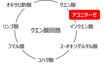 ラン藻におけるクエン酸蓄積の要因を解明