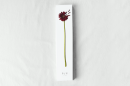 ガーベラの花の茎をイメージした化粧箱
