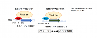 〜ラン藻の転写調節を担うシグマ因子とプロモータの関係の解明〜ラン藻の糖分解とバイオプラスチック生産に関与するシグマ因子のゲノム上の結合箇所を特定