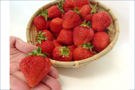 新潟県産いちご「越後姫」 新潟県産いちご「越後姫」