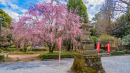 鑁阿寺｜枝垂れ桜