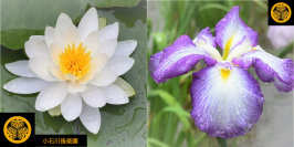 小石川後楽園、睡蓮と花菖蒲が見ごろを迎えています!