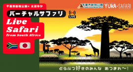 千葉市動物公園×太田 ゆか “Live Safari from South Africa” 千葉市動物公園×太田 ゆか “Live Safari from South Africa”