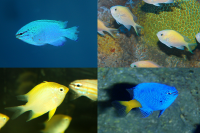 小さな輝きの新世海「きらめく珊瑚礁の魚たち」2022年7月9日(土)より新水槽オープン！