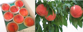 福島の桃「まどか」 福島の桃「まどか」