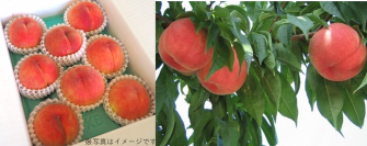 産地直送通販サイト「ＪＡタウン」の食べごろ桃特集 週替わり企画！各産地の桃が当たるキャンペーン