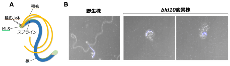 植物の精子形成に関わる新規因子を発見～基底小体タンパク質が獲得した新機能～