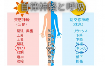 過換気症候群を引き起こす原因を自律神経の視点で解説｜堺市西区さかい快福整体堂