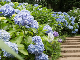 「花宝苑」の11,000株が咲き誇るあじさい園(イメージ)