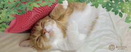 〜森のトンネル「猫舌とろん2wayグローブ」2月10日(金)発売 〜 〜森のトンネル「猫舌とろん2wayグローブ」2月10日(金)発売 〜