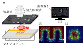 図1　液晶滴を利用したマイクロマシン内の電場分布可視化原理のコンセプト。(a) デバイスから発生した不均一な電気特性を液晶滴の回転・輸送挙動として可視化しています。(b) 液晶滴の回転挙動から電場分布を可視化できます。(c) 液晶滴の輸送挙動から静電エネルギー分布を可視化できます。