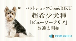 【ペットショップCoo＆RIKU】超希少犬種「ビューワーテリア」お迎えを開始！