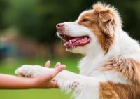 千葉県富津の愛犬と泊まれる一棟貸しドッグコテージ　6月1日にクラウドファンディングを開始