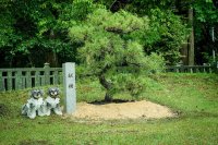 滋賀県犬上郡・大瀧神社の犬上神社に祀られる“神犬”に松を献樹　～地域に伝わる神話に登場する忠犬「小石丸」～