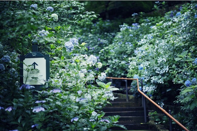 神戸布引ハーブ園の「アジサイ」が見ごろを迎えました。アジサイに囲まれた散策道「林の小径」、草花とアジサイの競演が初夏の風景をつくる「四季の庭」など様々なロケーションにアジサイが登場します。