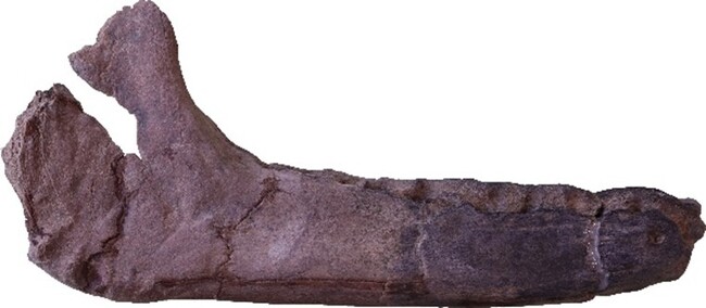 大分県の安心院(あじむ)地域から発見された約３５０万年前のサイの化石を報告しました