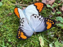 ツマベニチョウ