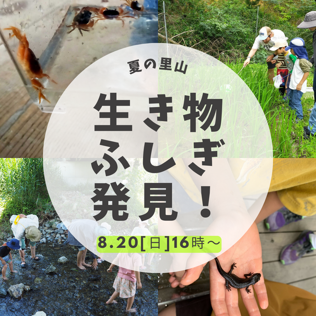 夏の里山　生き物ふしぎ発見！