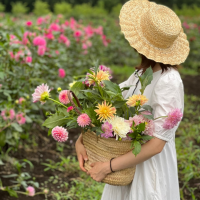 福島県・塙町のダリア摘み取り園「THE DAHLIA」(ザ・ダリア)、2023年は8月10日開園！