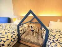 西伊豆の愛犬と泊まれる温泉旅館に2023年8月新客室が誕生！ 愛犬用ベッド完備の「ドッグフレンドリールーム」お試しプラン販売開始