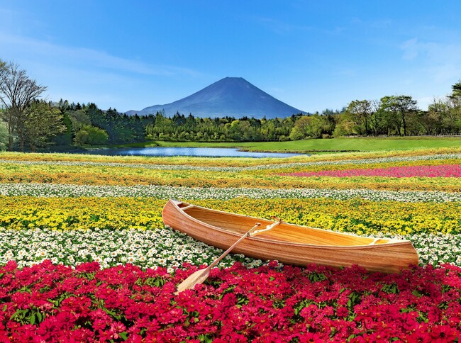 富士本栖湖リゾート、春・芝桜のピンクから、秋は虹色にお色直し「2023虹の花まつり」9月1日(金)スタート