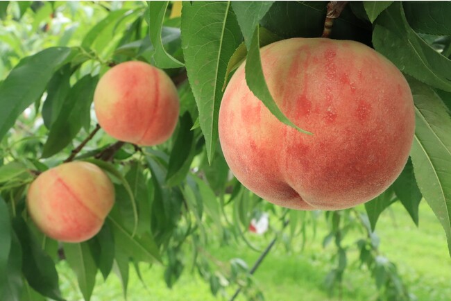 【岐阜県高山市】甘みたっぷりの特産品「飛騨桃」は夏限定の味わいです