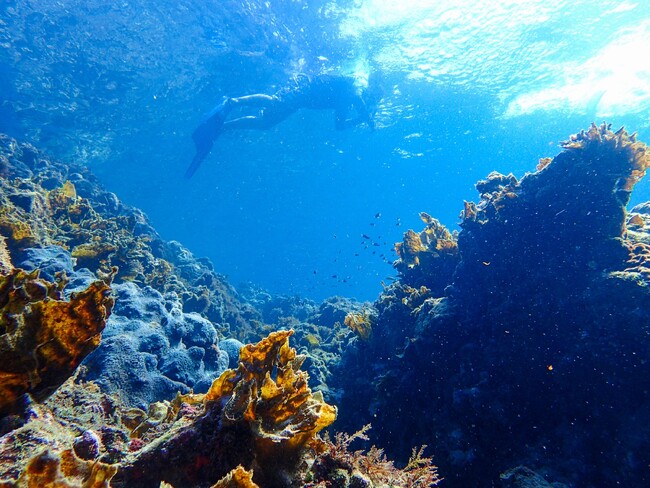 渡し船でしか行けない「ヒリゾ浜」へ南伊豆在住ガイドがご案内休暇村南伊豆 「ヒリゾ浜でシュノーケリング体験」を９月１日より実施～伊豆の秘境でシュノーケリング体験してみませんか？～