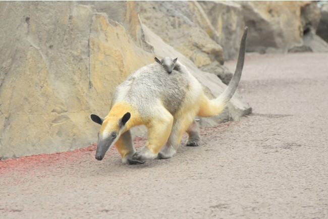 伊豆シャボテン動物公園で「キタコアリクイ」の赤ちゃんが誕生！