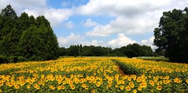 千葉県「成田ゆめ牧場」の今夏の最終会場にて“2万本”のひまわりが満開目前！週末の満開を想定