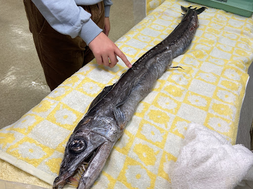 深海について学び、深海魚博士を目指す親子参加型イベント【まる子のペットボトル回収ボックスプロジェクト『めざせ！深海魚博士』】を開催します！