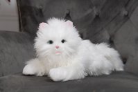 本物そっくりな「子猫型ペットロボット」を9月29日発売！なでることで反応が変化する「ふれあい成長機能」を搭載