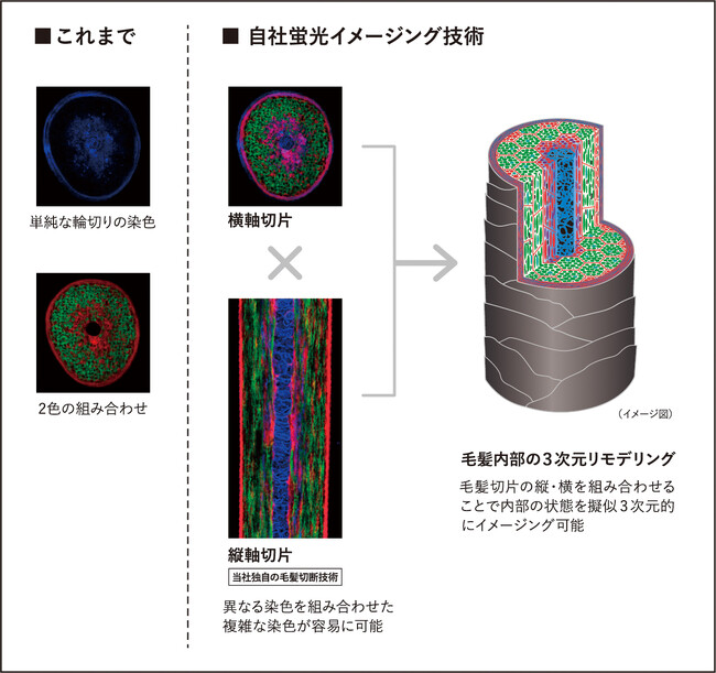 独自の蛍光イメージング技術により毛髪内部の多角的な見える化を実現