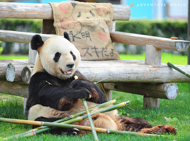 【HAPPY PANDA FES ２０２３】２０２３ ジャイアントパンダ グローバル誕生祭 in 和歌山ジャイアントパンダ「永明（えいめい）」３１歳の誕生祭２０２３年９月１４日（木）