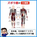 ズボラ筋について ズボラ筋について