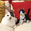 アートな猫のぬいぐるみ アートな猫のぬいぐるみ