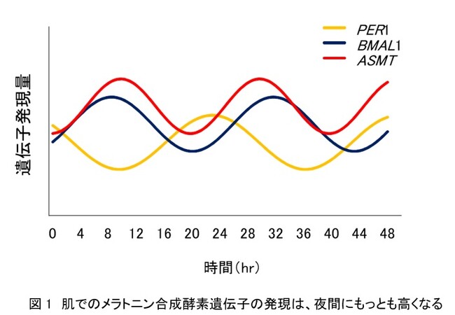 資生堂、エクトインがメラトニン合成を促進し肌の免疫機能強化へと導く可能性を発見　～肌の免疫リズムに着目したアプローチで過酷環境にも揺らがない健やかな肌へ～